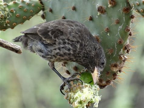 Galapagos Cactus Finch