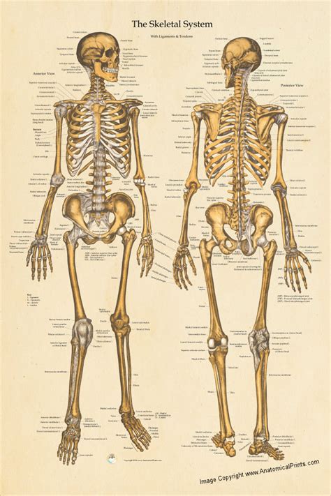 Human Bone Anatomy Chart : The Human Skeletal System Anatomical Poster Chart - Learn about ...