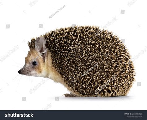 Cute Adult Long Eared Hedgehog Aka Stock Photo (Edit Now) 2131667927