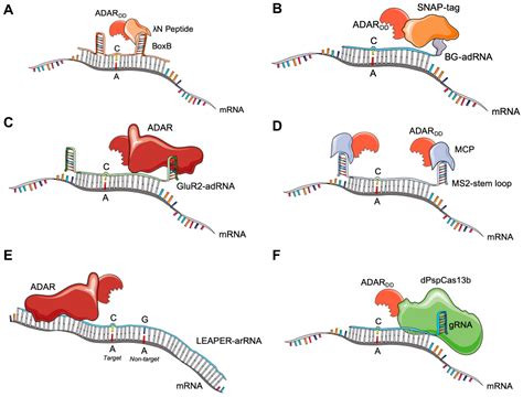 IJMS | Free Full-Text | RNA Editing as a Therapeutic Approach for Retinal Gene Therapy Requiring ...