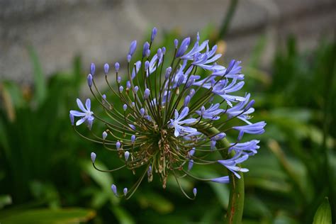 Decorative Onion Free Stock Photo - Public Domain Pictures