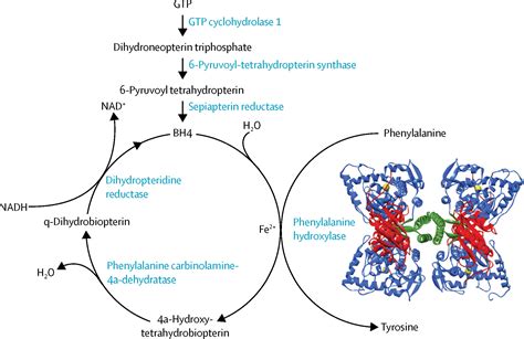 Key European guidelines for the diagnosis and management of patients with phenylketonuria - The ...