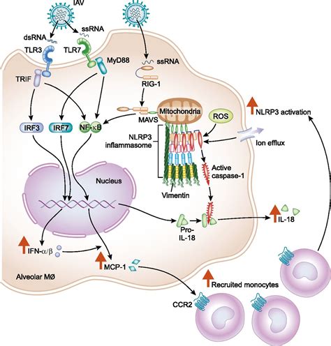 Influenza A Virus Infection and Innate Immunity in Young Children ...