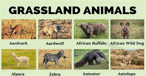 Grassland Animals With Names