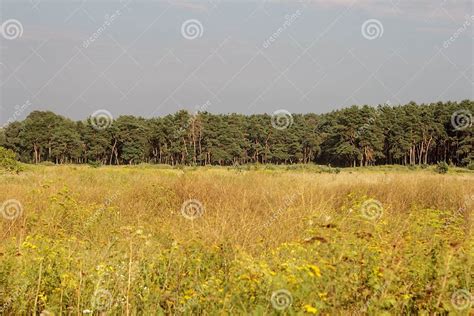 Meadow and Forest at Sunset Stock Image - Image of canes, sunset: 80858065