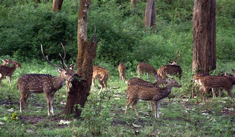 Wildlife of Karnataka | RockyFeet