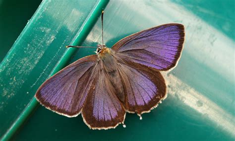 Purple Hairstreak