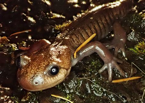 Ambystoma gracile (Northwestern Salamander) – 10,000 Things of the Pacific Northwest