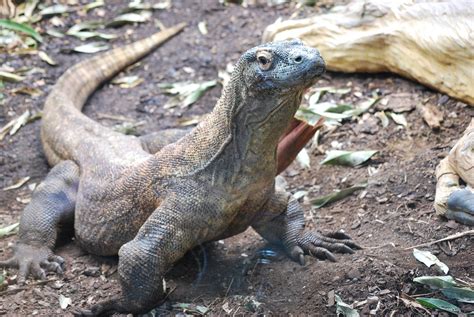 Free photo: Reptile, Komodo Dragon, Wildlife - Free Image on Pixabay ...