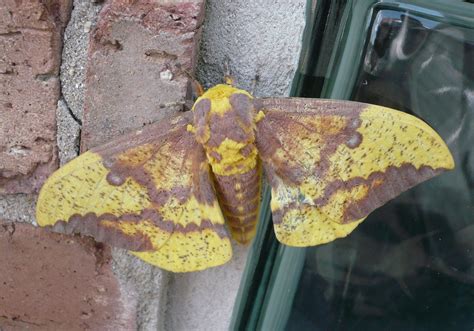 Imperial Moth (Eacles imperialis) - Wiki; Image ONLY