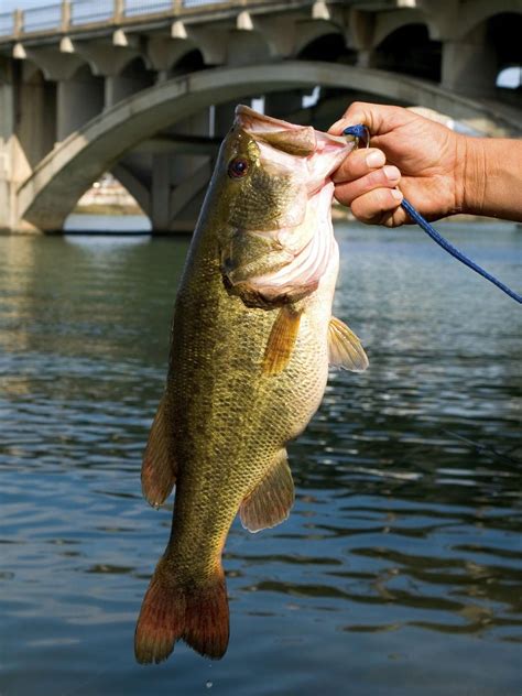 #largemouthbassfishing | Largemouth bass, Largemouth bass fishing ...