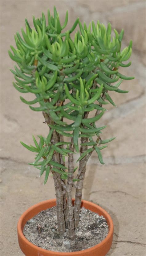 Crassula tetragona – Kakteen Shop