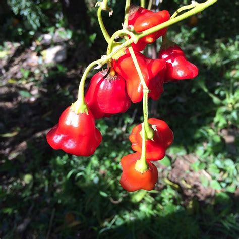 Chile campana – Capsicum baccatum L. || El chile campana o ají corona ...