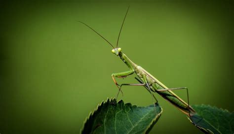 Orchid Mantis (Hymenopus coronatus) Care Sheet | Keeping Exotic Pets