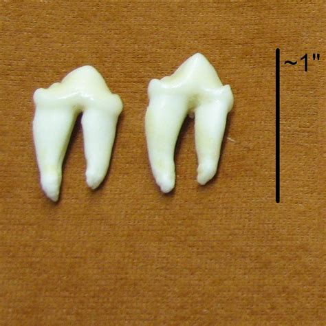 Cougar Mountain Lion Teeth, Canines, Molars for sale by www.hideandfur.com