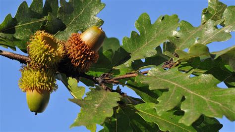 Quercus 'Turkey Oak' - Hello Hello Plants & Garden Supplies