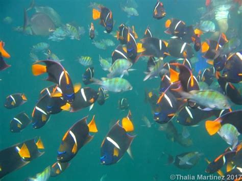 Snorkeling tour: Los Arcos – Vallarta Natours