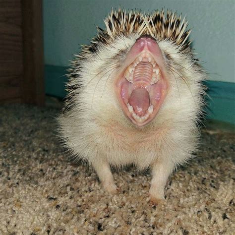 a small hedgehog with it's mouth open and teeth wide open on the floor