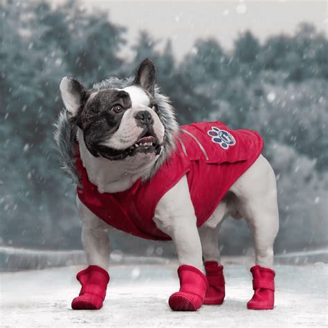 Coziest Dog Winter Coat for Every Breed and Weather | Reader's Digest