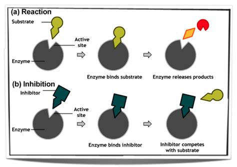 How Does A Noncompetitive Inhibitor Reduce An Enzyme S Activity ...