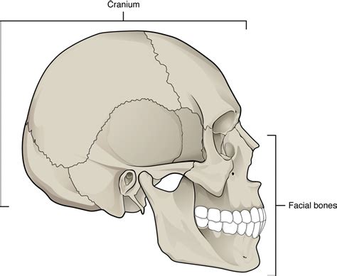 Fluid Cavity In Skull