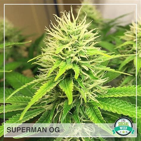 Superman OG - The Social Weed