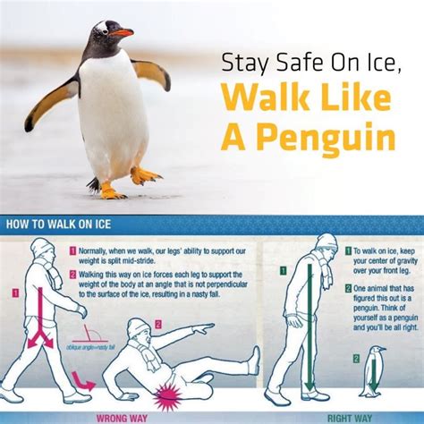 Penguin walk for the win : r/penguin