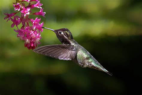 Anna's Hummingbird - A-Z Animals