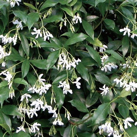 Trachelospermum jasminoides - Clearview Horticultural Products