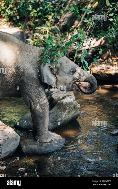 Baby elephant drinking water from a river Stock Photo - Alamy