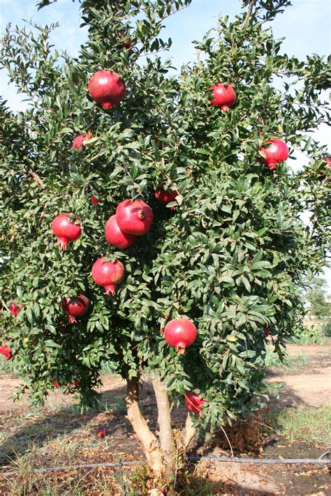 how to grow a pomegranate tree uk - Quite Surprising E-Zine Photo Exhibition