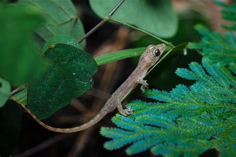 Garnot's house gecko (Hemidactylus garnotii)