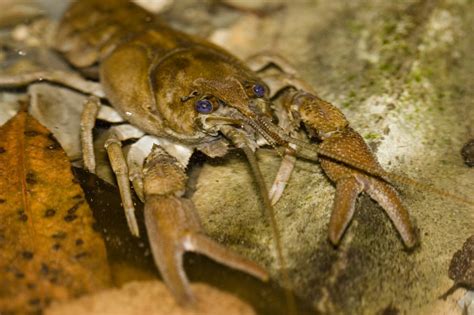 White Clawed Crayfish Surveys - Lee Ecology