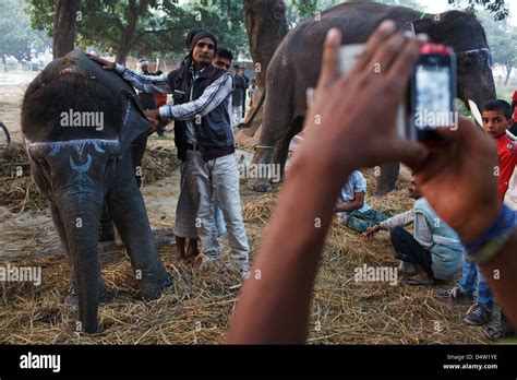 Elephants at Sonepur Mela, Bihar, India Stock Photo - Alamy