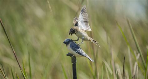 Endangered songbird challenging assumptions about evolution