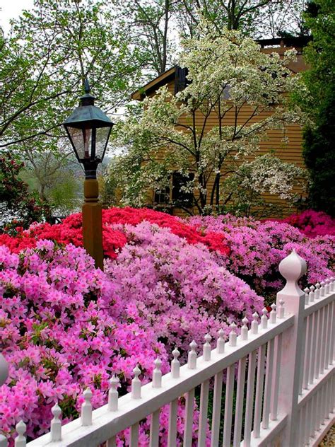 Reasons Why Your Azaleas Aren't Blooming | HGTV