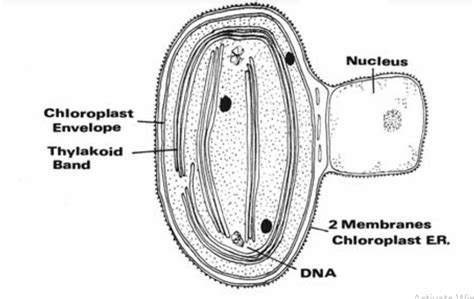 Ultra Structure of Chloroplast in Algae : Plantlet