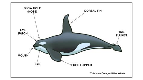 Parts of a whale diagram