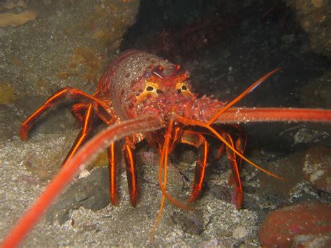 File:California spiny lobster.JPG - Wikipedia