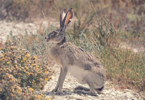 Mammals - Padre Island National Seashore (U.S. National Park Service)