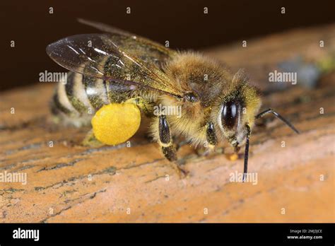 Honey bee with pollen on legs Stock Photo - Alamy