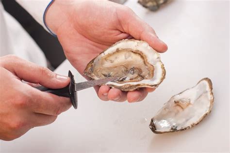 Shucking of oyster stock photo. Image of cook, shell - 13896730