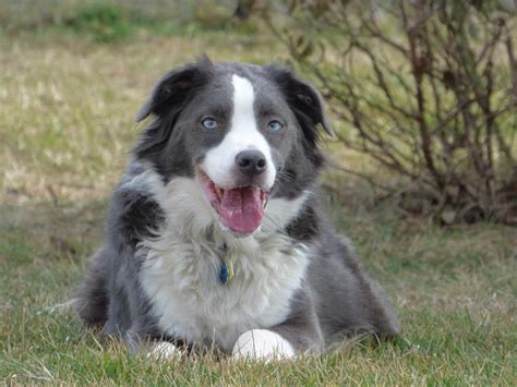 Border Collie Lab mix (Borador): What you need to know - BorderCollieHealth