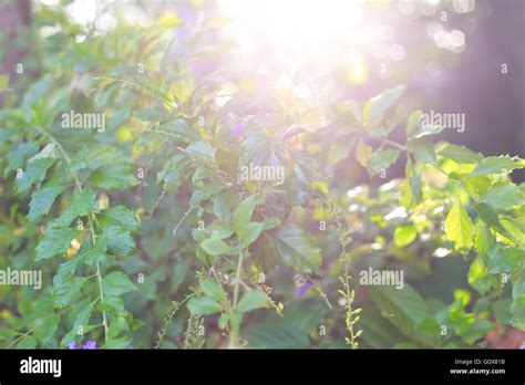 Morning nature background Stock Photo - Alamy