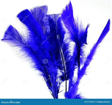 Blue feathers stock photo. Image of white, decoration - 27762372