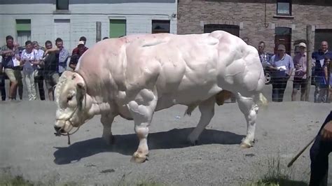 Biggest Bull I've Ever Seen - YouTube