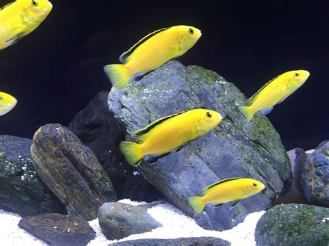 Yellow Lab Cichlid Tank Mates Size Care Breeding Fry, 60% OFF