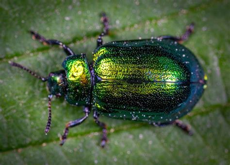 How to Shoot Insect Photography (Close Up and Macro)