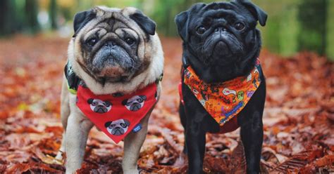 25 Fall Inspired Names for Dogs