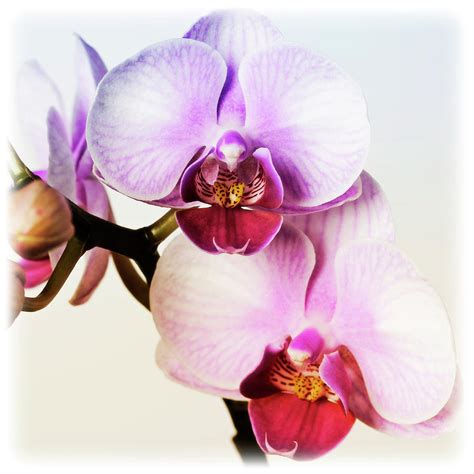 Pink Orchid Close Up 02 Photograph by Tom Quartermaine - Fine Art America